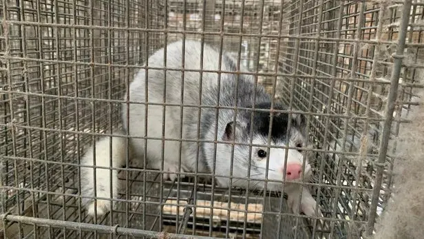 Vison Covid 19 Une mutation du virus constatee chez les visons au Danemark