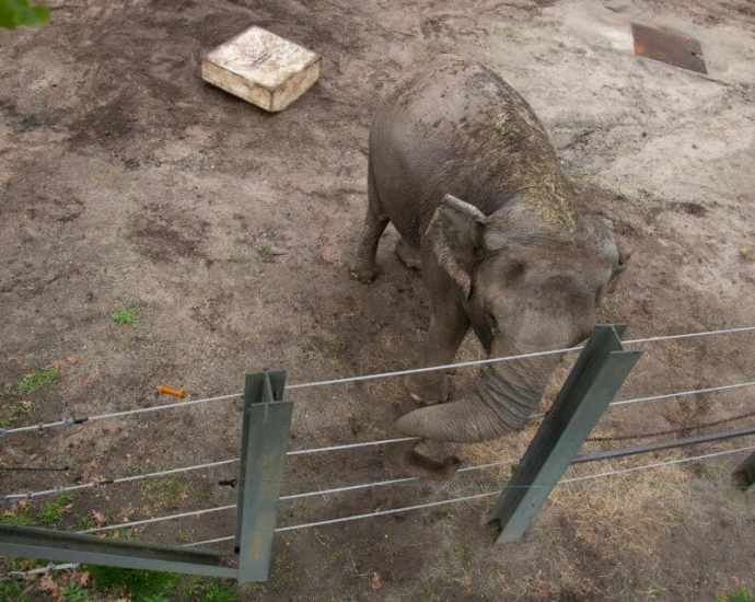 happy Elephant Canalactu n