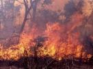 feu de brousse