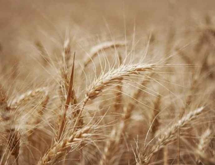 Un champ de céréales (blé)