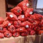 vente d’oignons sur les marchés