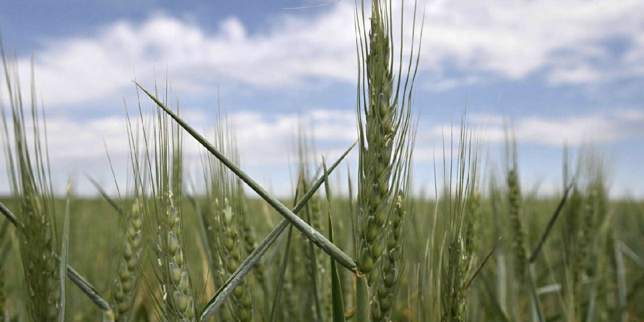 champs de blé, céréales