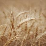 Un champ de céréales (blé)